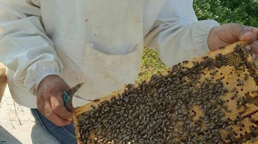 Bal arıcının elinde kaldı