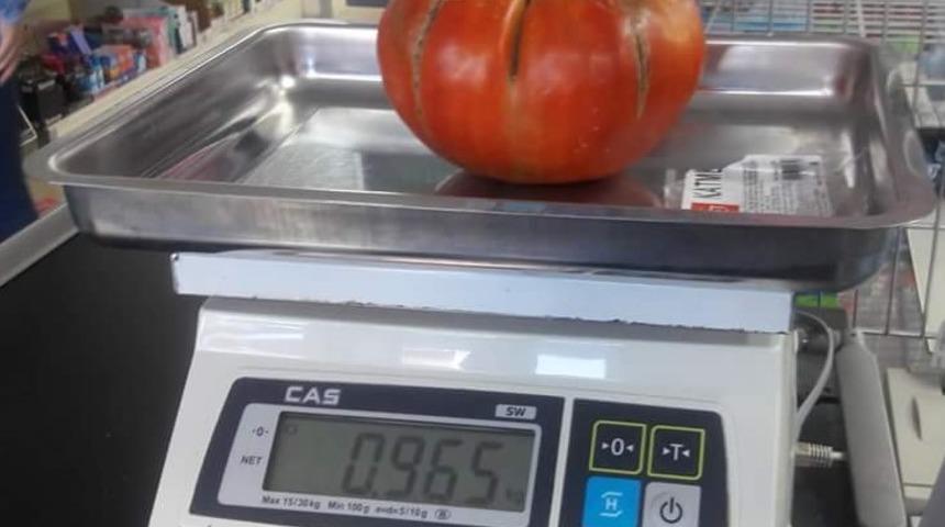 İn&ouml;n&uuml;&rsquo;n&uuml;n organik dev domatesleri