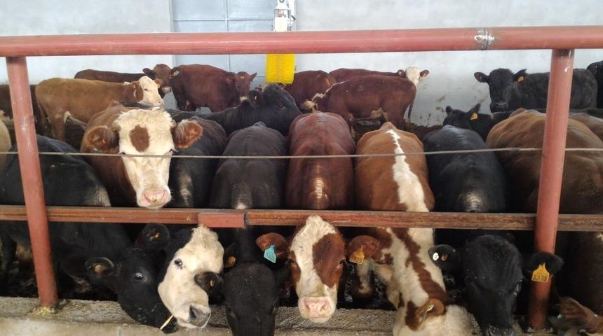 Antalya&rsquo;da desteklemeyle 400 başlık &ccedil;iftlik kuruldu