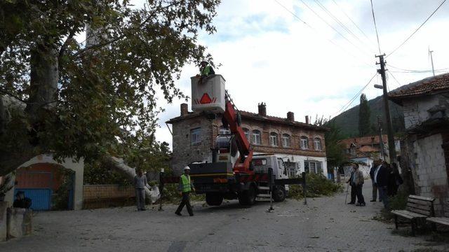 Manisa’da 650 yıllık çınar ağacı faciaya neden oluyordu