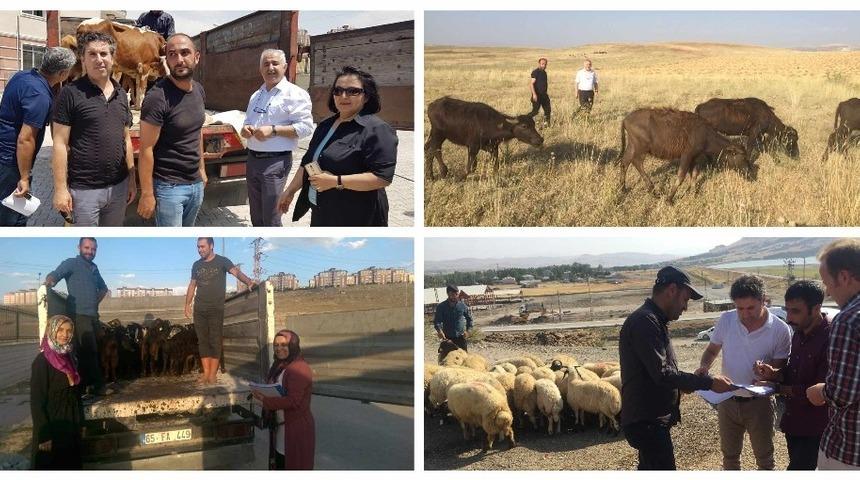 Van&rsquo;da 2 bin 832 baş hayvan dağıtıldı