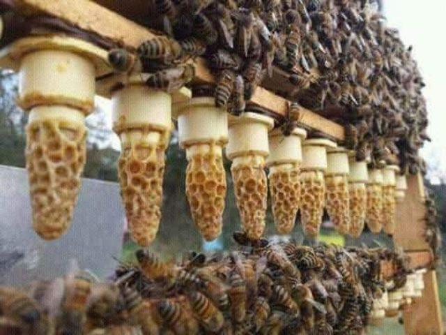 443 ana arı üreticilere verildi