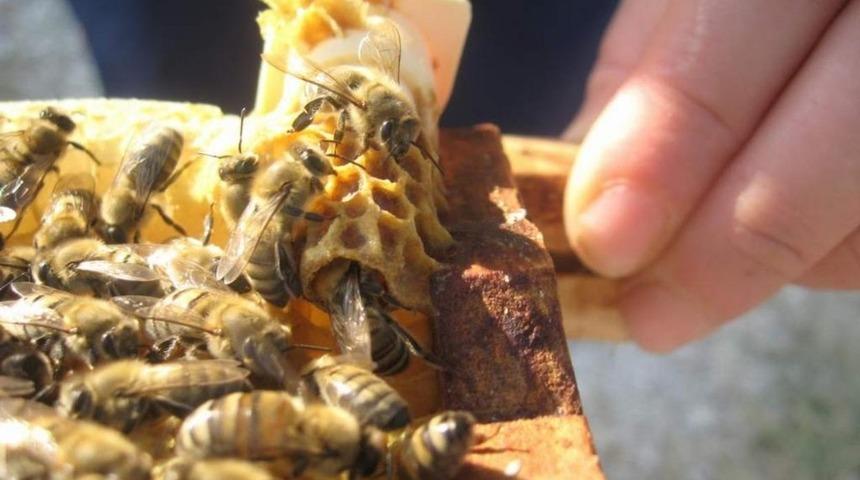 443 ana arı &uuml;reticilere verildi