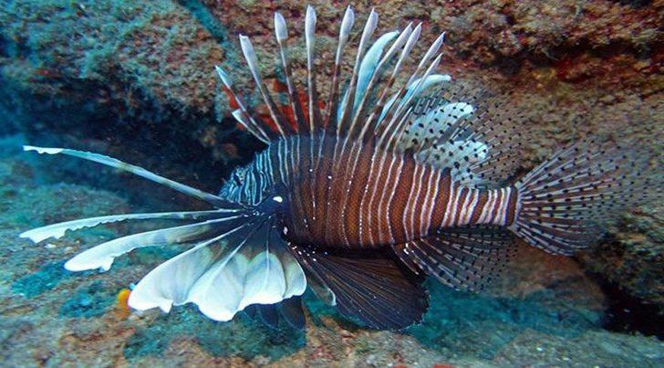 Akdeniz’de insan sağlığı için tehlikeli 10 tür tespit edildi! G1