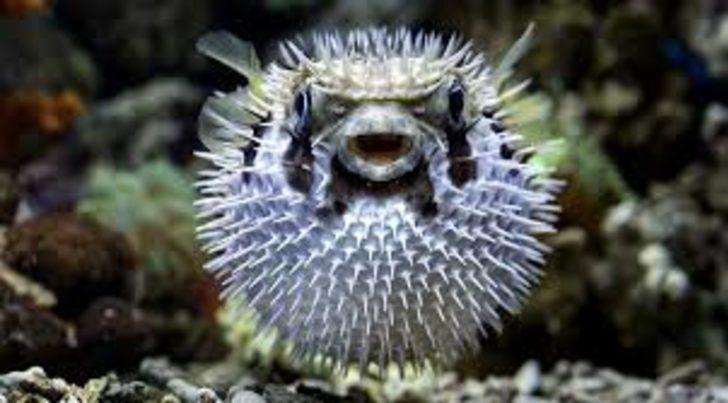 Akdeniz’de insan sağlığı için tehlikeli 10 tür tespit edildi! G2