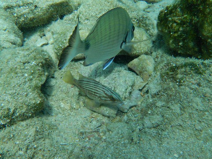 Akdeniz’de insan sağlığı için tehlikeli 10 tür tespit edildi! G4