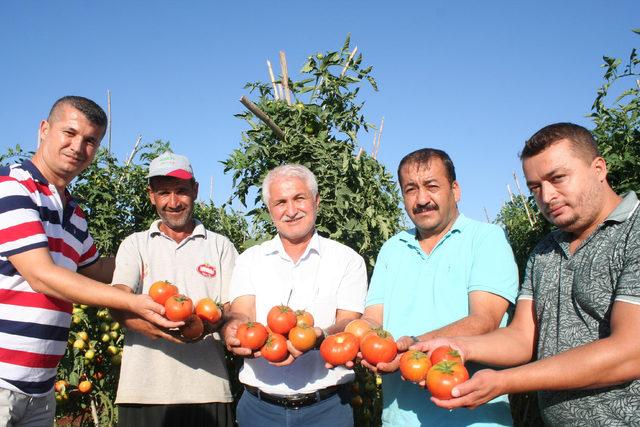 Güz domatesi, üreticinin yüzünü güldürüyor