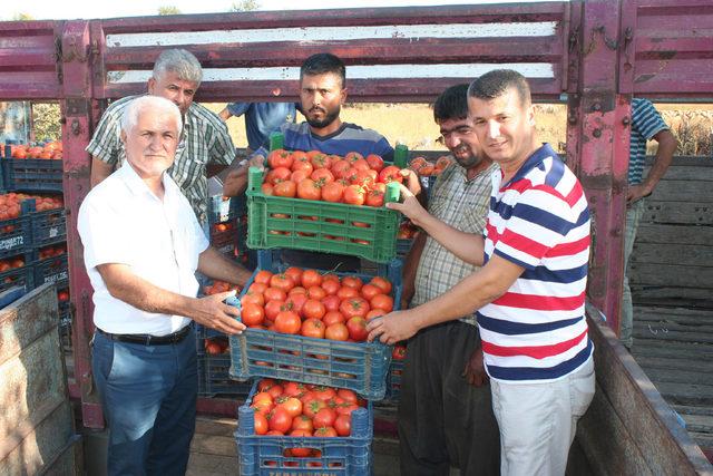 Güz domatesi, üreticinin yüzünü güldürüyor