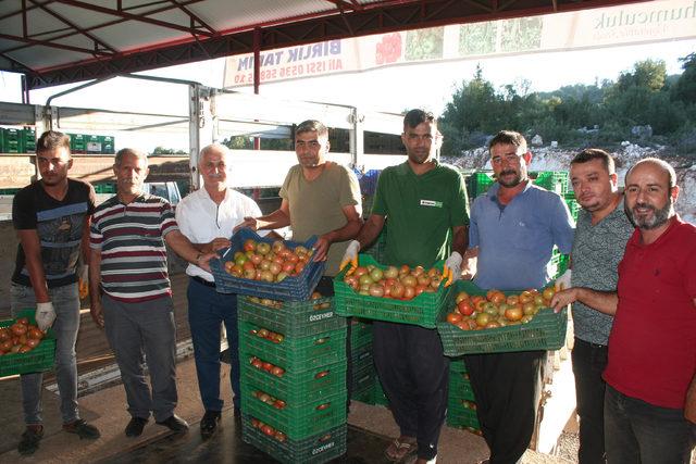 Güz domatesi, üreticinin yüzünü güldürüyor