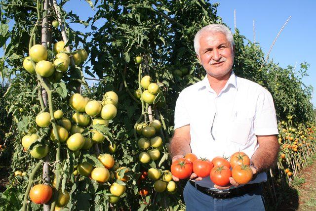 Güz domatesi, üreticinin yüzünü güldürüyor