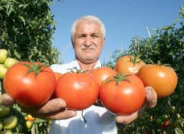 Güz domatesi, üreticinin yüzünü güldürüyor