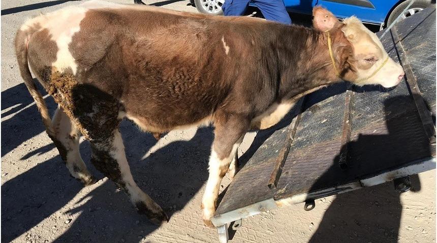 Kayseri&rsquo;de b&uuml;y&uuml;kbaş hayvan hırsızlığı