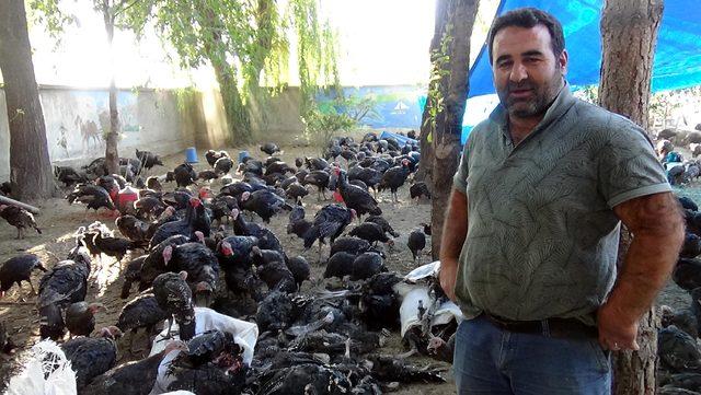 Kümese giren sokak köpeklerinin saldırısıyla 105 hindi öldü