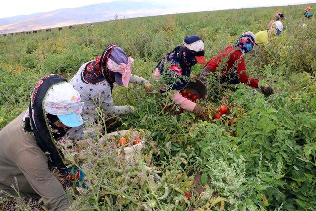 Bin dönümlük arazide 3 ortaklı sebze ve meyve üretimi