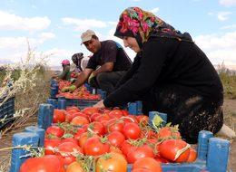 Bin dönümlük arazide 3 ortaklı sebze ve meyve üretimi