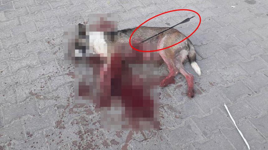Kırklareli'nde bir köpek okla vurularak öldürüldü 