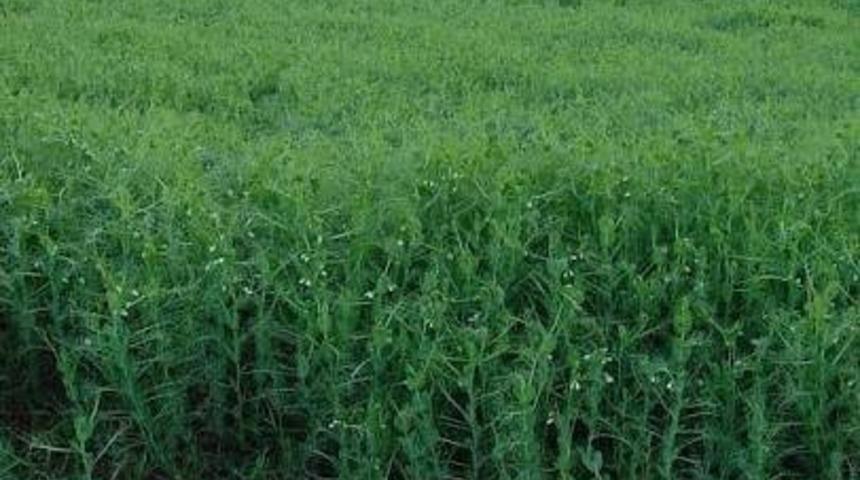 Bayburt&rsquo;ta yem bezelyesi ekimi yaygınlaşıyor