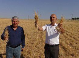 Nusaybin'de çiftçinin kuraklık zararının karşılanmamasına tepki