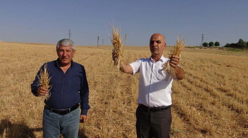 Nusaybin'de çiftçinin kuraklık zararının karşılanmamasına tepki