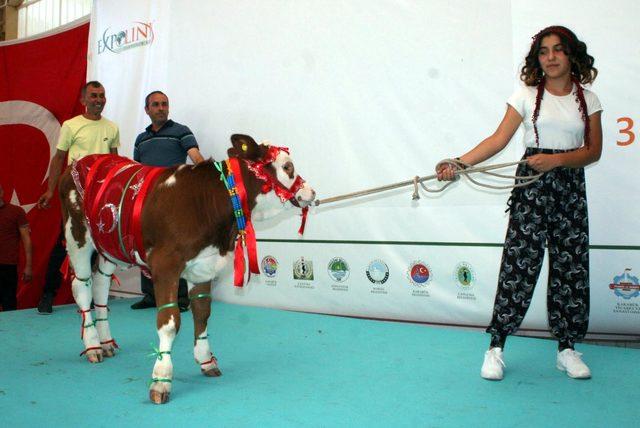 En güzel buzağı ve malaklar seçildi 1