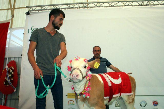 En güzel buzağı ve malaklar seçildi 2