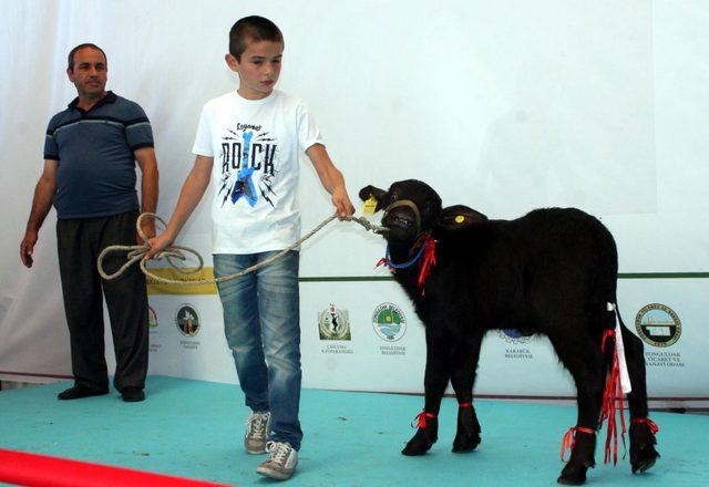 En güzel buzağı ve malaklar seçildi 3