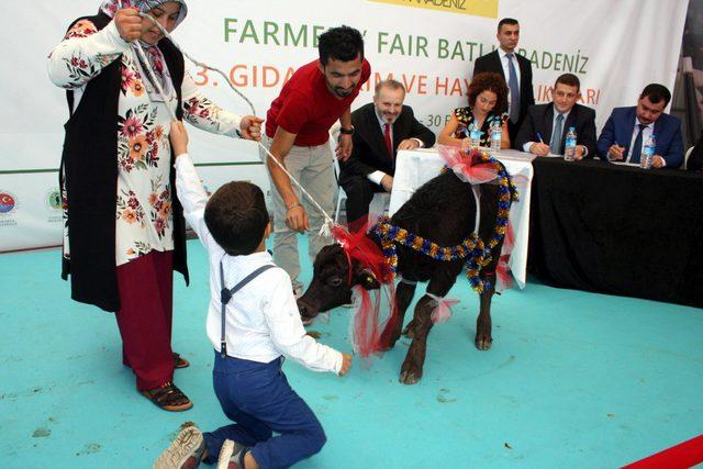 En g&uuml;zel buzağı ve malaklar se&ccedil;ildi 4