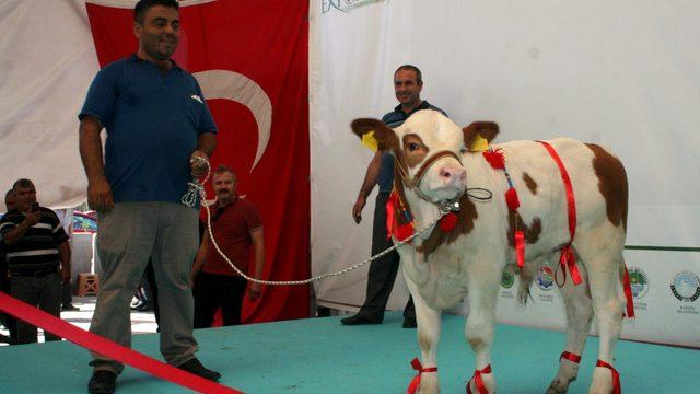 En güzel buzağı ve malaklar seçildi
