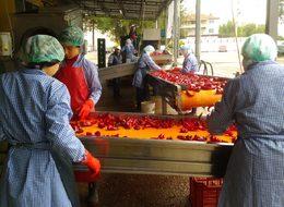 İnegöl'den, Hollanda'ya 1100 ton salça