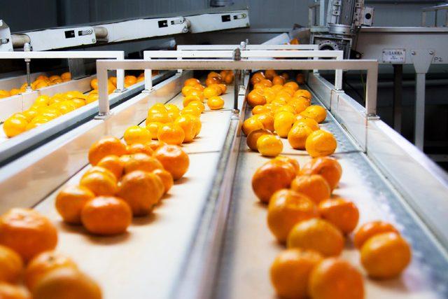 Satsuma mandalina için ilk ihracat tırı 8 Ekim'de yola çıkacak