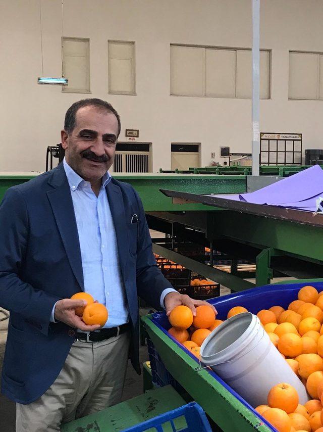 Satsuma mandalina için ilk ihracat tırı 8 Ekim'de yola çıkacak