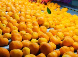 Satsuma mandalina için ilk ihracat tırı 8 Ekim'de yola çıkacak