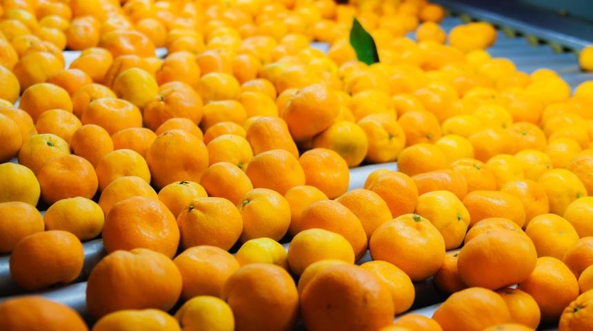 Satsuma mandalina için ilk ihracat tırı 8 Ekim'de yola çıkacak