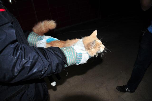Dükkanda 1 haftadır mahsur kalan kediyi itfaiye kurtardı