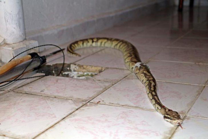 Balkondaki su giderinden piton yılanı çıktı  G1