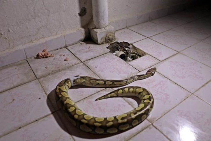 Balkondaki su giderinden piton yılanı çıktı  G2