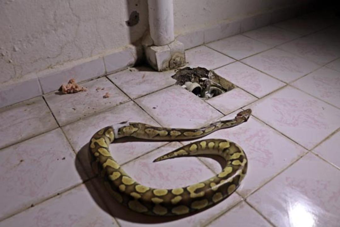 Balkondaki su giderinden piton yılanı &ccedil;ıktı 