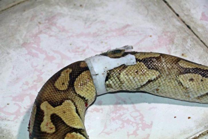 Balkondaki su giderinden piton yılanı çıktı  G3