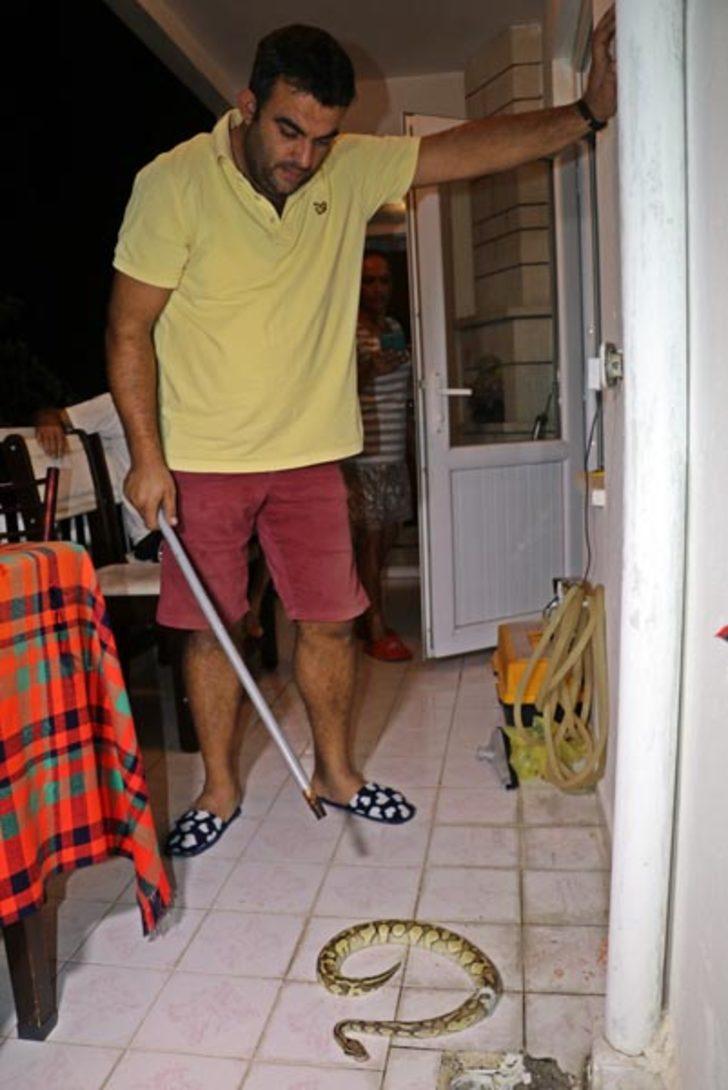 Balkondaki su giderinden piton yılanı çıktı  G4
