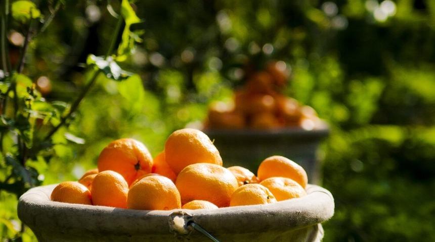 Mandalinanın ihracat yolculuğu başlıyor