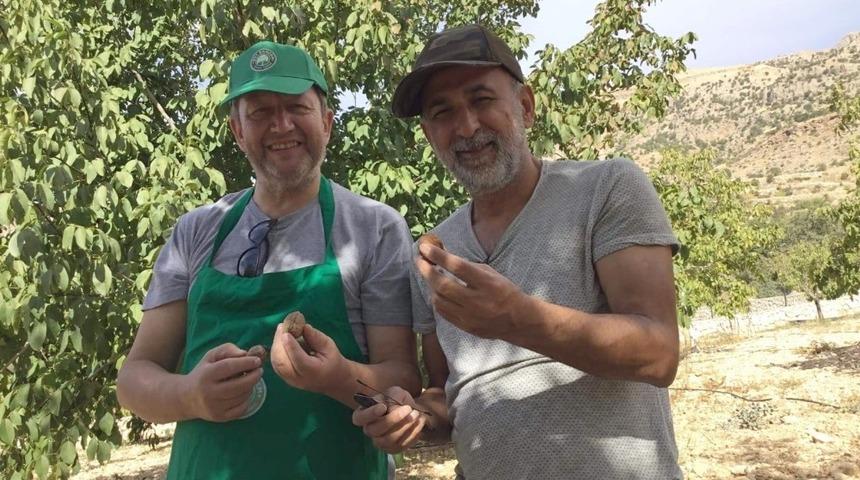 Almanya’nın Ankara Konsolosu Tut ilçesinde ceviz hasadı yaptı