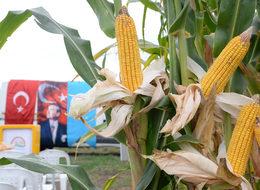 'Seneye yerli süt mısırı yiyeceğiz'