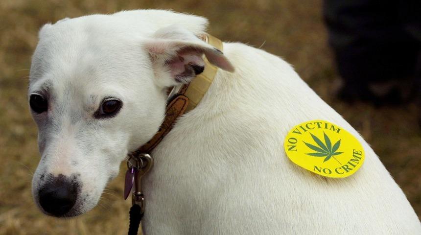 İtalya'da depresif hayvanlara esrar ile terapi