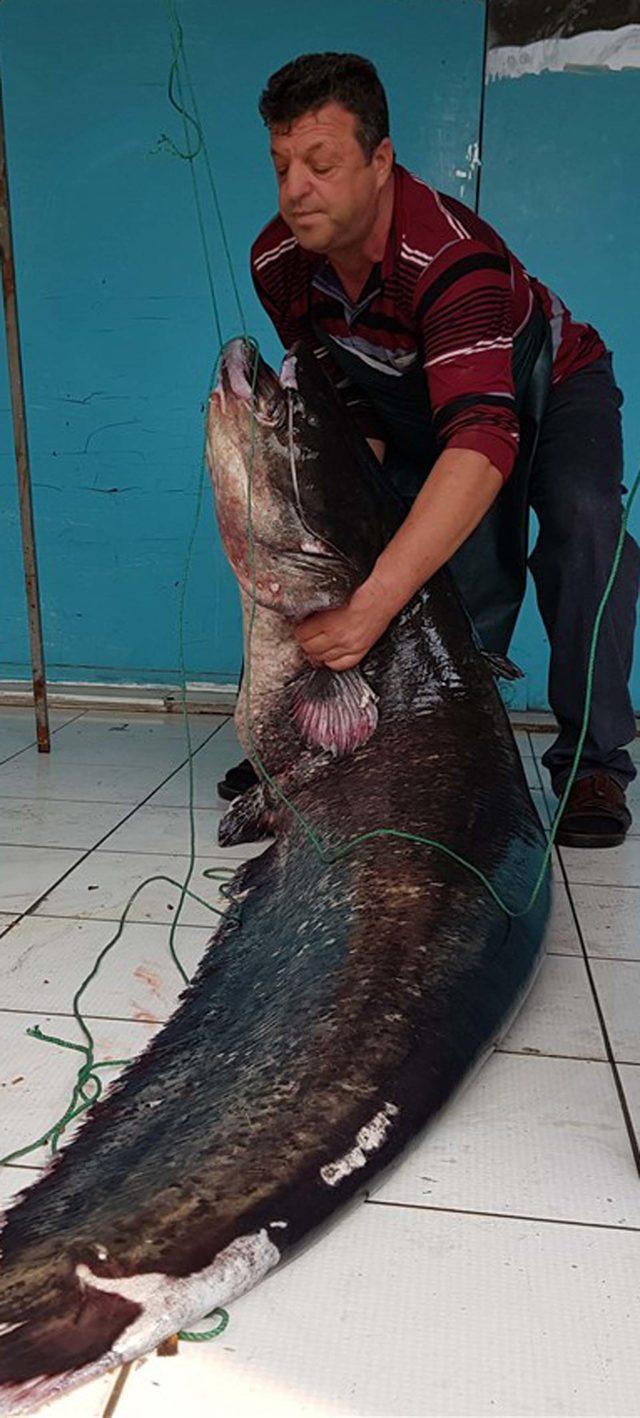İznik Gölü’nde 2 metrelik yayın balığı yakalandı