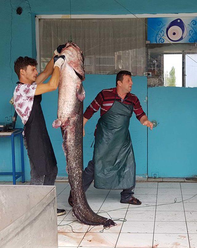 İznik Gölü’nde 2 metrelik yayın balığı yakalandı