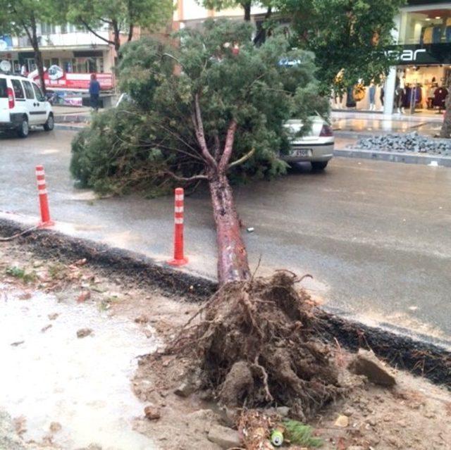 Ağaç park halinde araçların üzerine devrildi