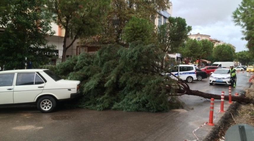 Ağa&ccedil; park halinde ara&ccedil;ların &uuml;zerine devrildi