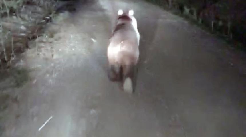 Önüne çıkan ayıyı ormana kadar kovaladı