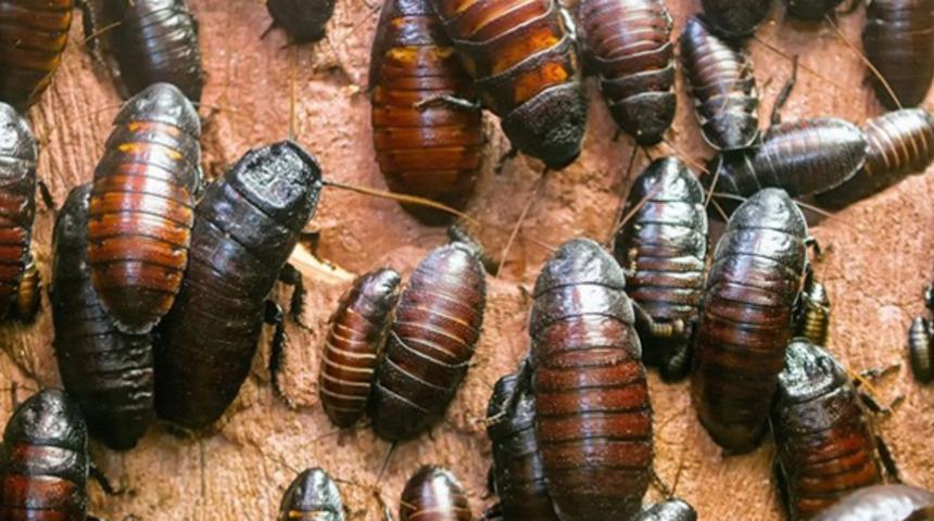 Akıl hastalığı teşhisi konulan kadının DEHB ilaçlarından etkilendiği ortaya çıktı