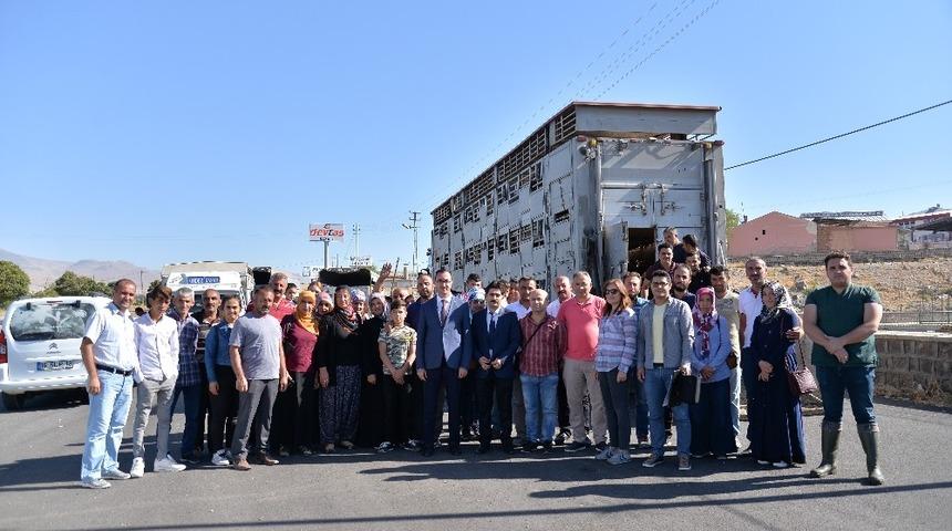 Kayseri&rsquo;de 104 gen&ccedil; &ccedil;ift&ccedil;iye 520 tane b&uuml;y&uuml;kbaş hayvan dağıtımına başlandı